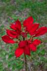 Dwarf Poinsettia Art Print